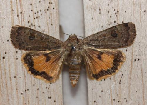 Noctua interposita